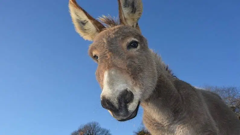 why donkey is called donkey foolish jackass, donkey milk benefits, donkey qualities, gadhe ko gadha kyon kaha jata hai, गधे की क्या विशेषता है, गधे के गुण, गधे को मूर्ख क्यों कहते हैं, गधे को गधा क्यों कहते हैं