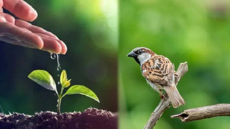 Climate and Environmental Crisis, tree, bird, plant, जलवायु परिवर्तन, ग्लोबल वार्मिंग