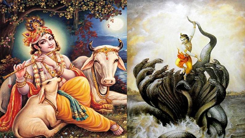 shri krishna, kaliya mardan, krishna with cow, shri krishna janmashtami puja vidhi