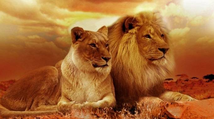 lion and lioness difference, Lion and lioness relationship facts, Interesting facts about lion, शेर और शेरनी की लड़ाई