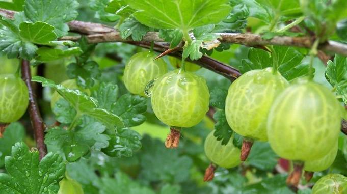 amla tree