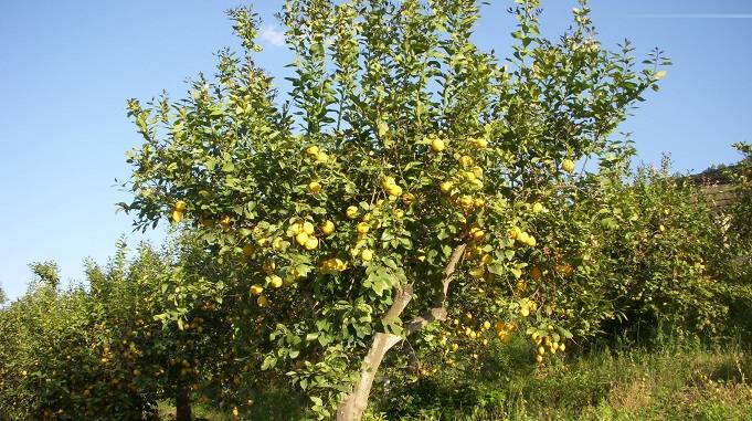 lemon tree, lemon uses and benefits for health stomach skin hair