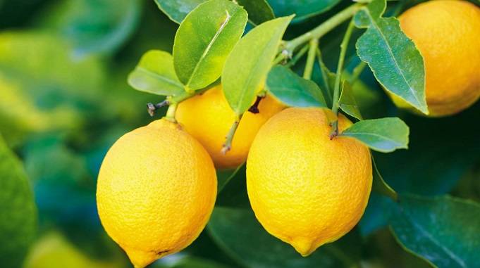lemon benefits for health in hindi, benefits of lemon water, benefits of lemon for skin face hair, nimbu ke fayde aur nuksan, सुबह खाली पेट नींबू पानी पीने के फायदे और नुकसान, नींबू के फायदे और नुकसान