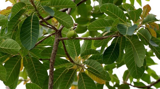 mahua ke patton ke fayde, mahua benefits