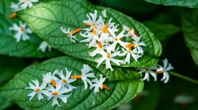 night flowering jasmine uses