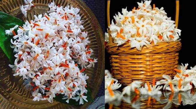 Parijat tree benefits for joint pain, night jasmine leaves benefits, Harsingar leaves benefits, kalpavriksha tree story, पारिजात के फायदे