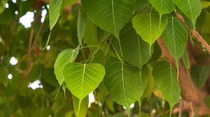 पीपल के पत्तों के फायदे, pipal leaf benefits, peepal ke patton ke fayde