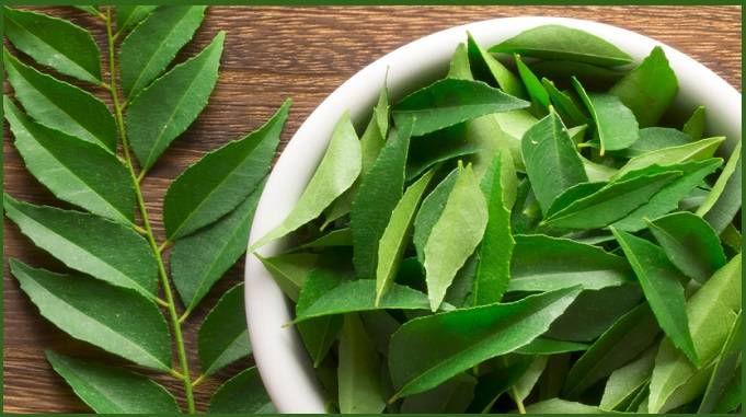 करी पत्ता, मीठा नीम, curry leaves sweet neem leaves benefits for health hair skin, curry patta ke fayde