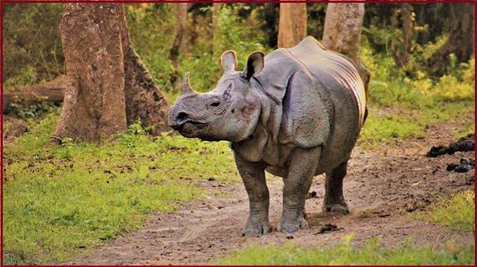 kaziranga national park, एक सींग वाले गैंडे (राइनो प्रजाति का सबसे बड़ा गैंडा) काजीरंगा नेशनल पार्क, असम सरकार