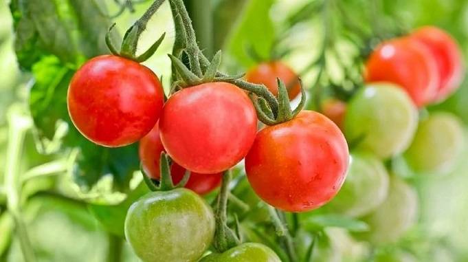 tomato plant, tomato benefits for health, tomato benefits for skin, tomato benefits on face, tomato soup benefits, tomato juice benefits, tomato ke fayde, टमाटर के फायदे और नुकसान