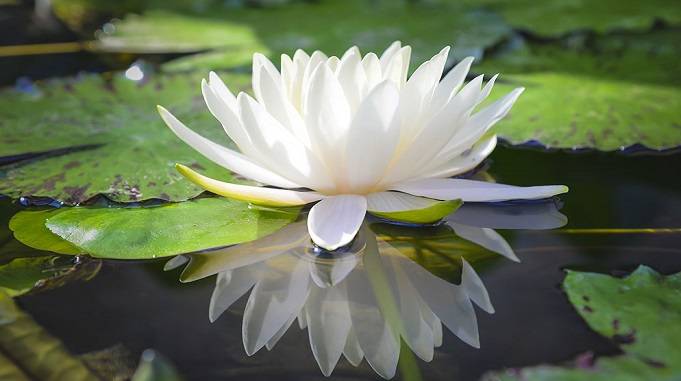 White Lotus, Lotus flower, कमल पुष्प, कमल का फूल और उसके औषधीय लाभ