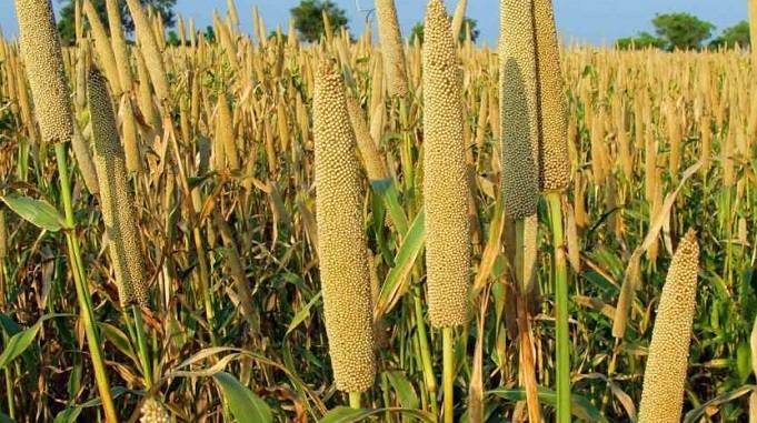 Bajra or Millet