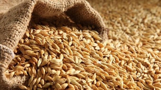 barley जौ के फायदे