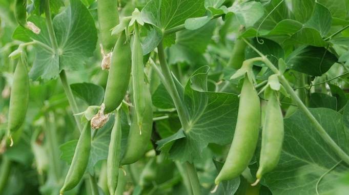 peas farming