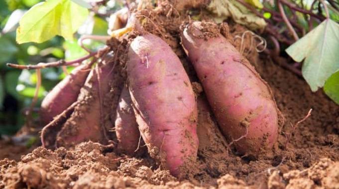 sweet potato benefits, sweet potato recipes, sweet potato nutrition, sweet potato plant, sweet potato proteinsweet potato benefits for weight gain