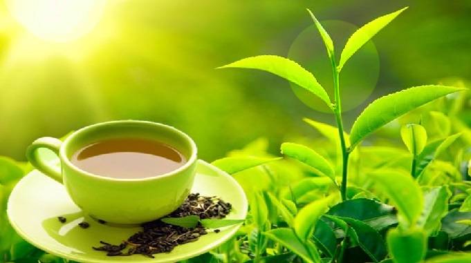 tea, Tea interesting facts, interesting facts on tea, chai peene ke fayde aur nuksan, दूध की चाय पीने के फायदे और नुकसान, भारत में चाय की पैदावार, भारत में चाय की खेती