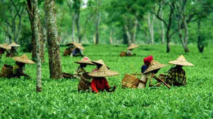 tea-garden,  Tea interesting facts, interesting facts on tea, chai peene ke fayde aur nuksan, दूध की चाय पीने के फायदे और नुकसान, भारत में चाय की पैदावार, भारत में चाय की खेती