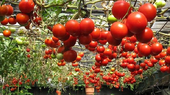 tomato plant, health benefits of tomatoes