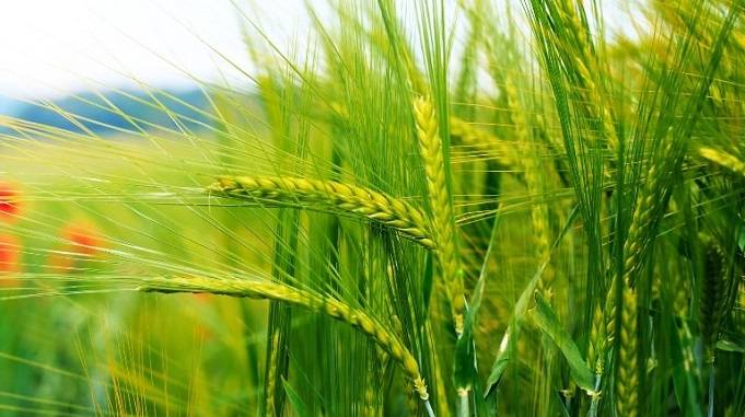 wheat-farming