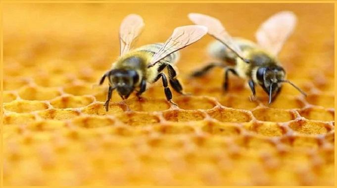 Beeswax or honeycomb