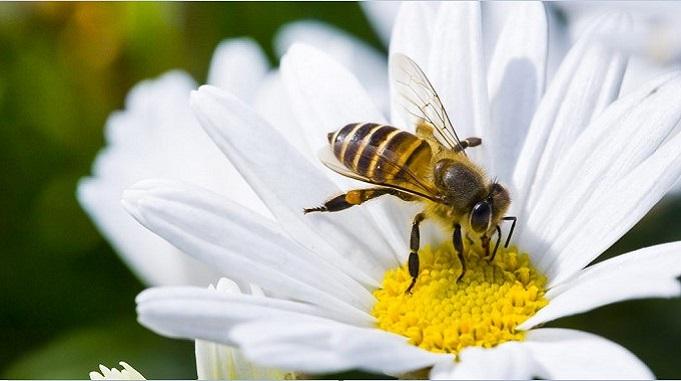 honey bees, how bees make honeycomb diagram, bees honey production, bees honey making process, bees honey benefits, honey bee house home name, Honey bee family, honey bee life cycle, मधुमक्खी शहद कैसे क्यों बनाती हैं