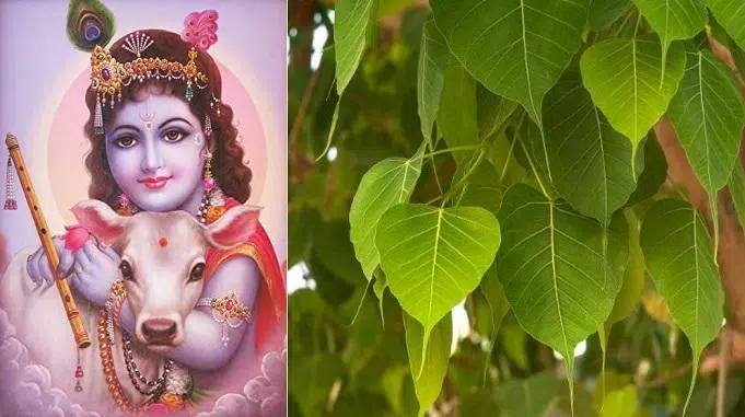 mantra jaap in hindi- krishna and peepal