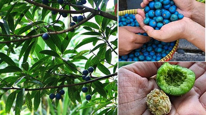 rudraksha tree