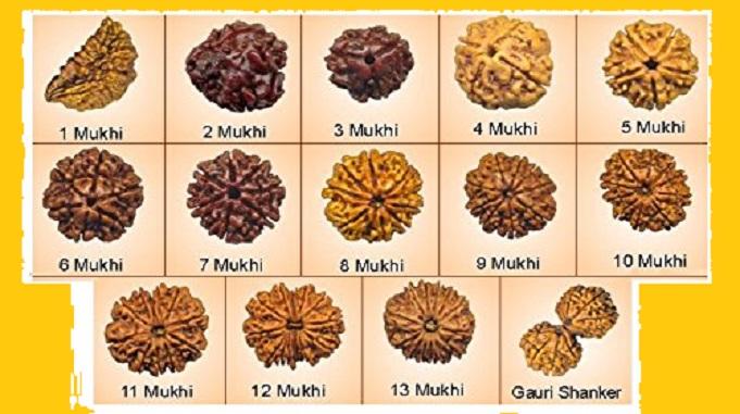 rudraksha