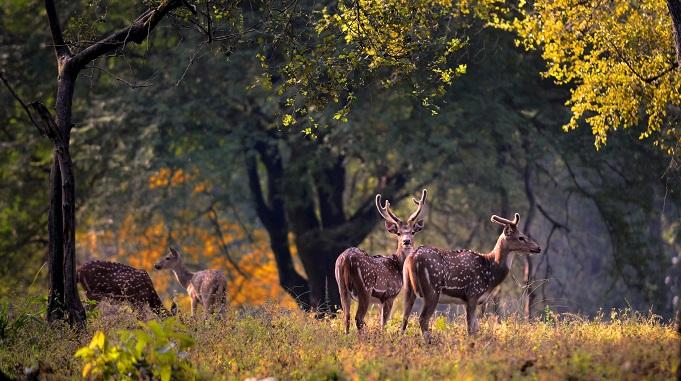 national park in india, what is wildlife sanctuary in india, bharat mein vanya jeev abhyaranya kya hai, वन्यजीव संरक्षण, भारत के वन्यजीव अभयारण्य