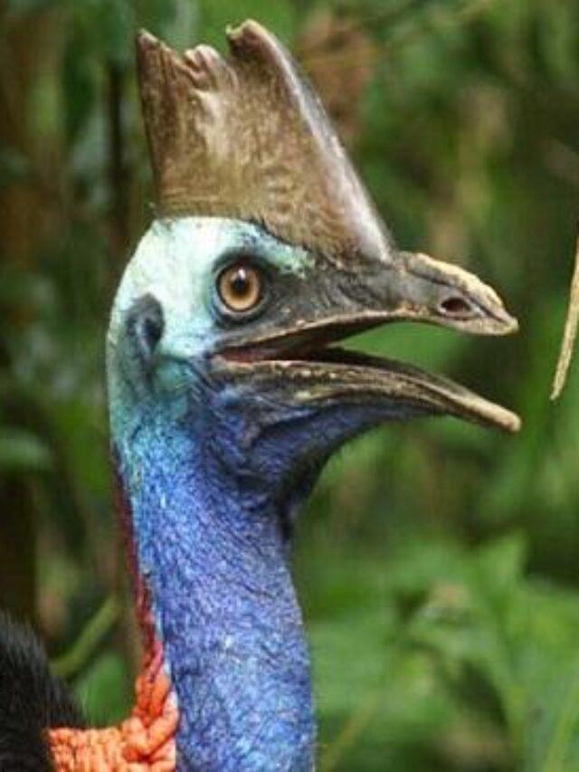 Cassowary