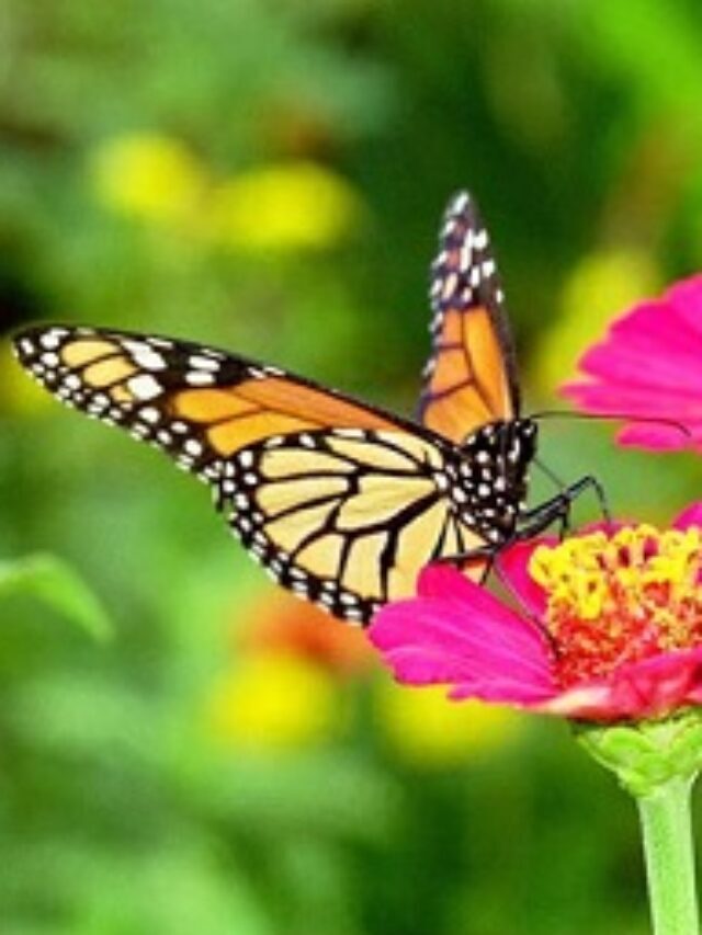तितली (Butterfly) : तितलियों के बारे में, तितली का जीवन चक्र और काल
