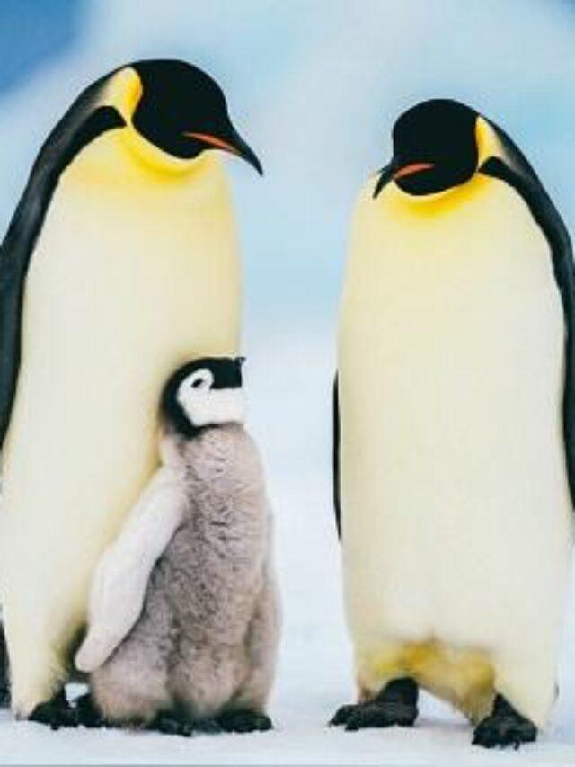 Penguin : पेंगुइन के बारे में रोचक तथ्य