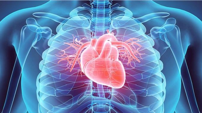 human heart information facts, dil ke bare mein jankari, heart, heart disease causes symptoms treatment prevention