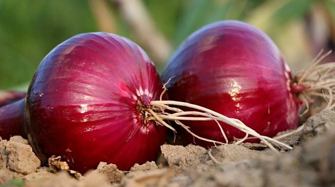 Eating Onion Health Benefits : Benefits of eating raw onions- Prinsli