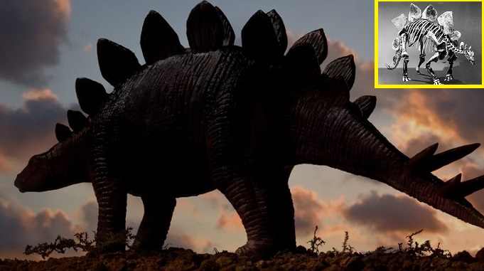 stegosaurus dinosaur (जिनके जीवाश्म 15 से 15.5 करोड़ वर्ष पुराने हैं)