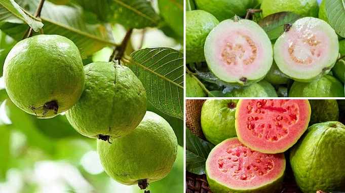 guava fruit nutritional health benefits, amrood ke fayde