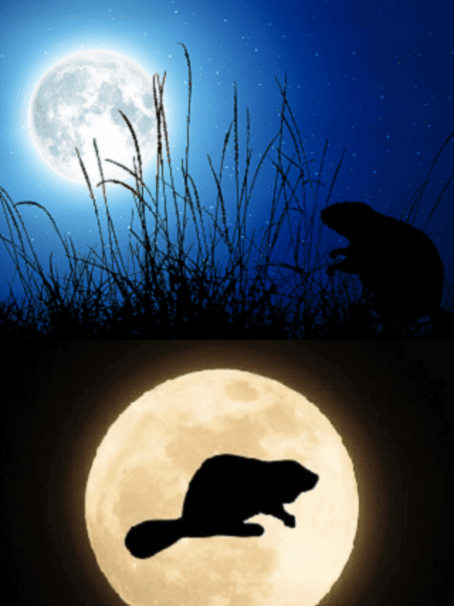 Why is November Full Moon Called Beaver Moon?