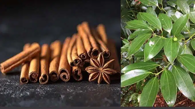 cinnamon benefits and side effects, dalchini ke fayde nuksan, cinnamon uses benefits side effects