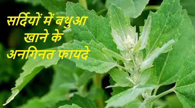 bathua leaves, bathua bhaji, bathua saag, bathua rayta, bathua benefits, bathua ke fayde, सर्दियों में बथुआ खाने के अनगिनत फायदे