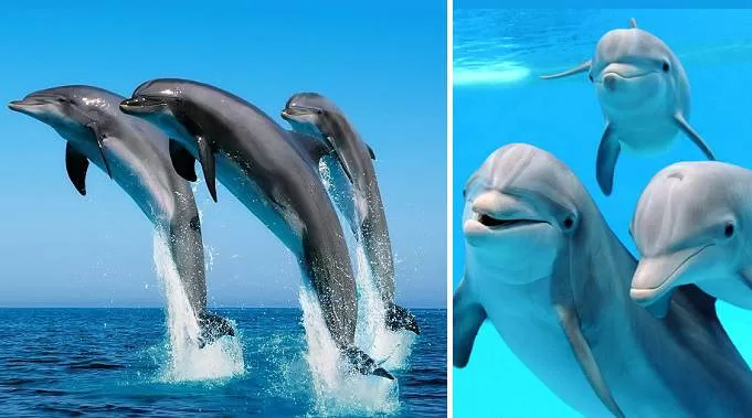 national aquatic animal, ganges dolphin interesting facts, dolphin ke bare mein jankari, kya dolphin andhi hoti hai, why are ganges river dolphin blind, intelligent aquatic animal dolphin, bharat ka rashtriya jaliya jeev kaun sa hai, ganga dolphin images