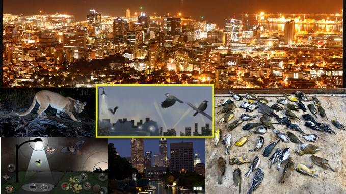 light pollution effects, Effects of Light Pollution on Environment and Wildlife