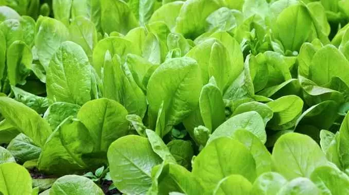 spinach benefits for health, palak ke fayde aur nuksan, पालक के गुण, फायदे और सावधानियां, पालक की खेती, पालक खाने के फायदे