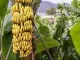 banana health benefits side effects, kela khane ke fayde nuksan, केला के गुण, प्रयोग और फायदे