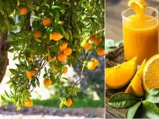 स्वास्थ्य के लिए नारंगी के फायदे, त्वचा स्किन के लिए संतरे के फायदे, बालों के लिए संतरे के फायदे, health benefits of orange, orange juice benefits, orange juice for skin, narangi santre ke fayde, orange peel powder face pack, orange benefits for skin