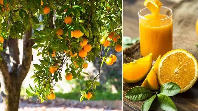 स्वास्थ्य के लिए नारंगी के फायदे, त्वचा स्किन के लिए संतरे के फायदे, बालों के लिए संतरे के फायदे, health benefits of orange, orange juice benefits, orange juice for skin, narangi santre ke fayde, orange peel powder face pack, orange benefits for skin