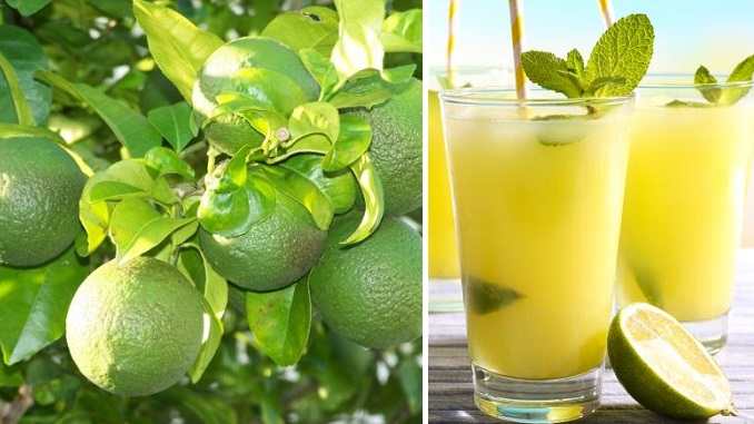 mosambi ke juice ke fayde, sweet lime benefits for skin, मुसम्मी मोसंबी के गुण और फायदे