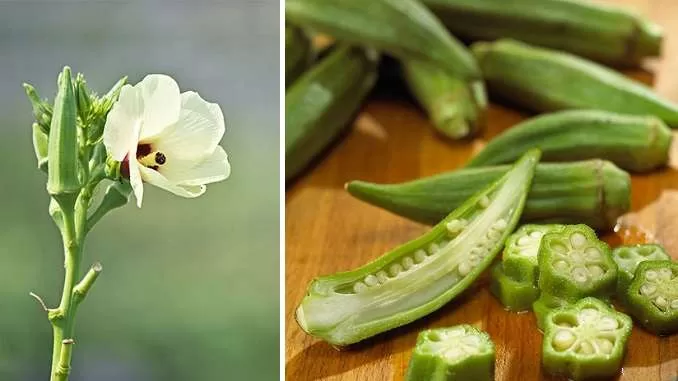 bhindi okra benefits for health, okra benefits for health, lady finger benefits, bhindi khane ke fayde, भिंडी के उपयोग, गुण और फायदे