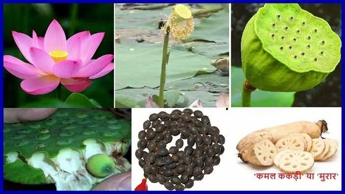 White Lotus, Lotus flower, कमल पुष्प, कमल का फूल और उसके औषधीय लाभ, kamal ka phool
