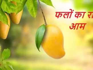 king of fruits mango, mango tree leaves uses, mango health benefits, mango tree in india, फलों का राजा आम के फायदे, आम का पेड़