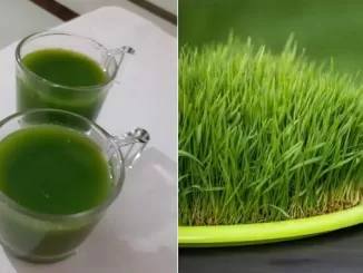 health benefits of fresh wheatgrass juice, wheatgrass juice recipes, wheatgrass juice kaise banaye, गेहूं के जवारों का रस